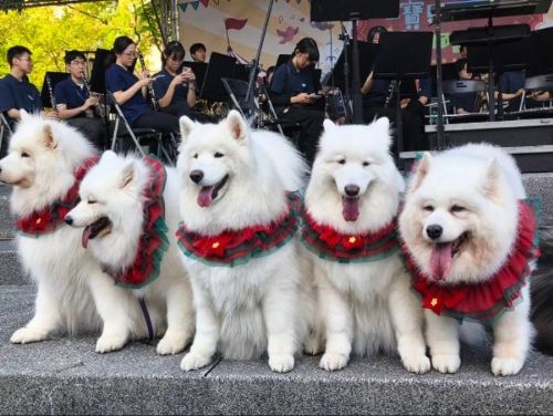 溫馨耶誕 × 毛孩狂想曲｜2025毛寶貝耶誕派對在板橋盛大登場，最療癒的節日就在新北！