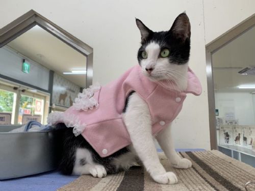 守護毛孩健康再升級！臺北市提高犬貓絕育與寵物保險補助，最高可領 3,000 元