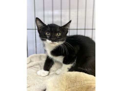 小貓「卡卡」桌縫驚魂記！動保處溫柔救援成功，現住五股動物之家等待幸福認養