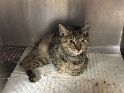 為毛孩醫療搭起溝通橋梁！新北打造寵物醫療糾紛協調平台，理性對話化解爭議