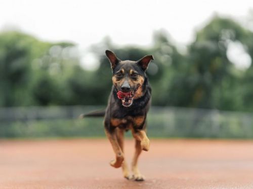 認養讓幸福加倍！新北調查：97％飼主因毛孩更快樂，陪伴成為最溫暖日常