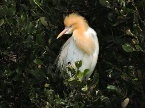春日戀曲在援中港濕地登場！鷺鳥築巢求偶展現生態活力