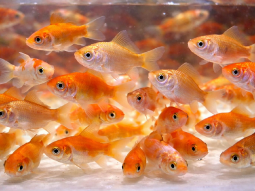 放生祈福反觸法，新北動保處提醒：愛護生命不等於隨意放生