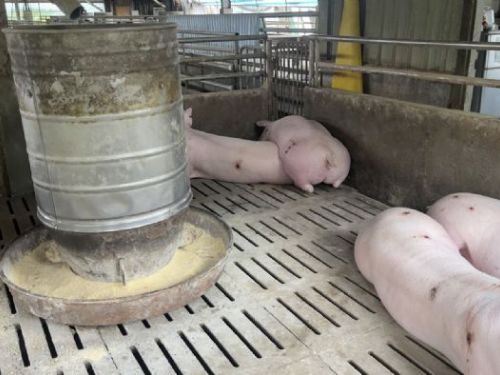夏季防蠅大作戰！新北動保處攜手畜牧場打造安心飼養環境，守護家畜健康成長