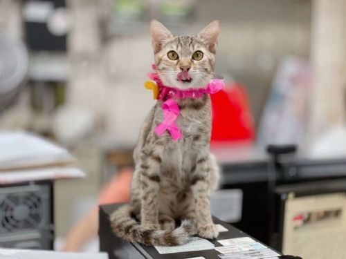 毛孩健康幸福加倍！新北市犬貓絕育補助延長至11月28日，飼主把握最後申請機會