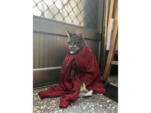 怕貓孫著涼！阿公手工添衣「包成大坨肉粽」　千人笑：虎爺森氣氣