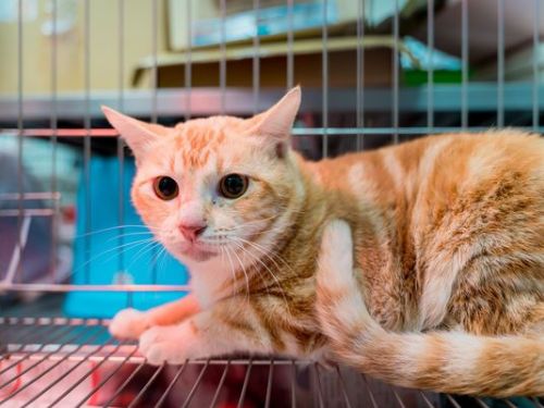 驚人！愛滋貓不同尋常的親人特質，被認養者感動落淚：絕對值得！