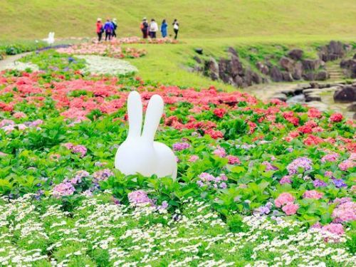 北市最新繡球花勝地！搭捷運即可抵達內湖「212坪愛心花海」　賞花美景迎接過年