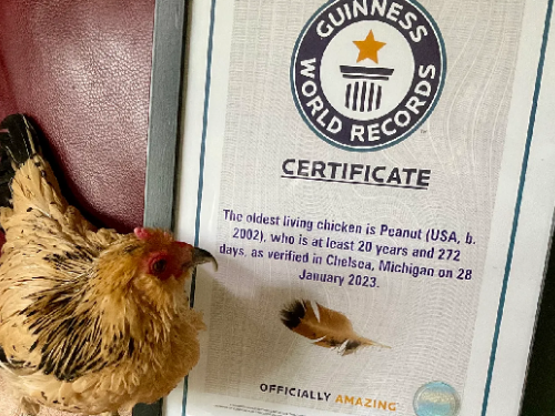 「花生」，世界最長壽母雞，21歲平靜離世　飼主悲痛「睡夢中脖頸垂下」永別