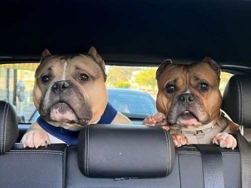 「3年前救出的惡霸犬」再現廢車場　驚人DNA一驗領養人淚流滿面