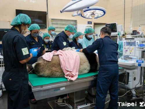 「圓仔」大貓熊健康報告優良　特別提醒保持牙齒健康