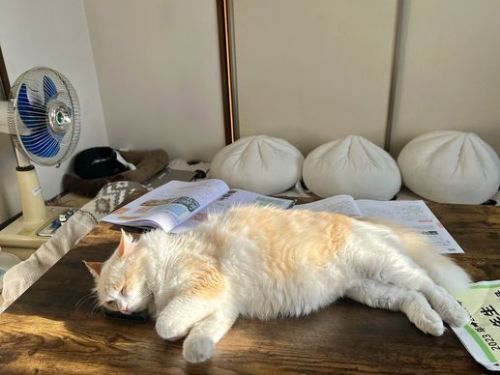 「手機神隱中！桌上熟睡橘白貓」 爸嘴角上揚：笑噴發現之喜