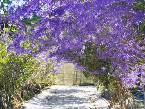 埔里錫葉藤花園 紫色花朵「早開」