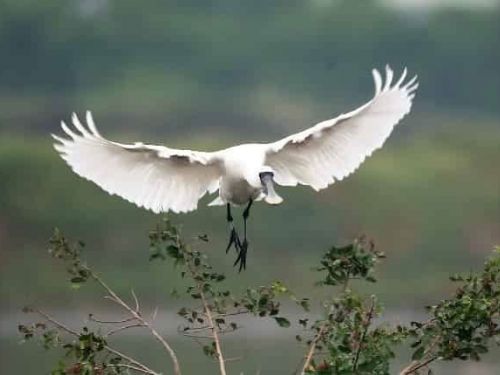 春分迎候鳥新篇章！茄萣濕地送冬迎春，展現生態更迭之美