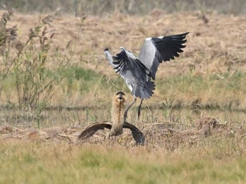 濕地來了神秘訪客！茄萣濕地迎來稀有大麻鷺，鳥友驚喜直呼太幸運