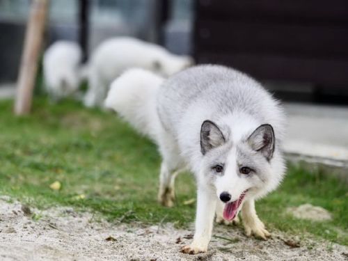 高雄內門觀光休閒園區明年1月試營運「野森動物學校」打造東高新地標