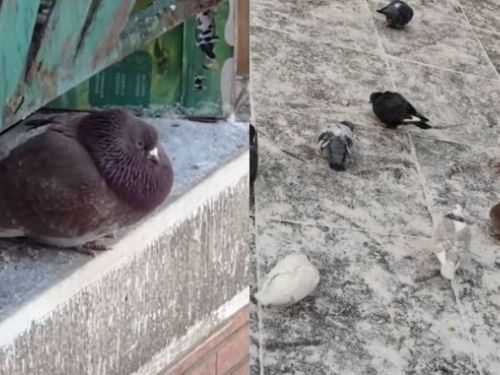 「飽受遊客狂餵！哈爾濱街頭鴿子圓滾滾如顆球」 網友笑言：原以為是兩隻鴿子