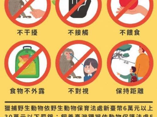 12/14世界猴子日一起學會相處之道！新北動保處分享「五大原則」，守護人猴和平共存