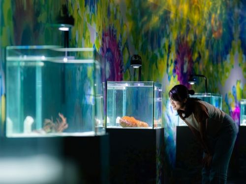 海底也能賞花！海生館暑假推「海洋花樣嘉年華」夢幻特展，夜宿海生館推不同玩法，暑期限定內容曝光