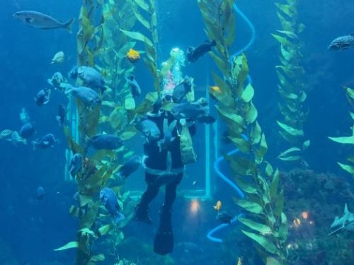 屏東海生館「海底聖誕」驚喜登場，聖誕老人不走煙囪改潛水