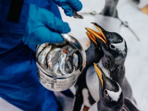 企鵝抽血要先泡溫水澡？屏東海生館揭密健檢日常，人氣體驗活動只到六月底 「我與企鵝的0.1毫米」倒數兩個月