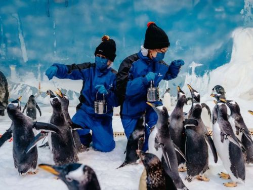 屏東海生館企鵝脫下舊羽換新裝，2026年「我與企鵝的0.1毫米」反應熱烈