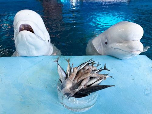 屏東海生館為海洋生物辦專屬年夜飯，從圍爐談食魚文化與永續海洋