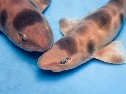 透明卵鞘見證鯊魚新生，夜宿海生館帶你邂逅陸蟹護幼之旅