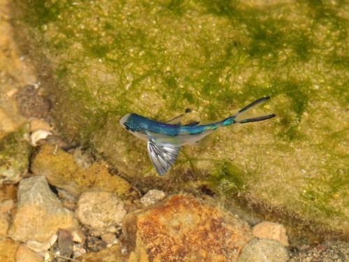 近期發現大量僧帽水母和共生魚圓鯧同步現身潮境