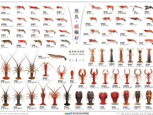 從餐桌美味「無魚，蝦嘛好」認識大海裡的奧秘，國立海洋科技博物館攜手高遠文化推出《臺灣蝦類圖鑑》海報