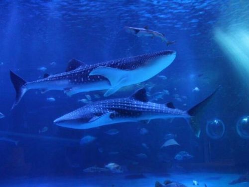 日強震最新受害者！水族館「明星鯨鯊死亡」　設備慘遭震壞