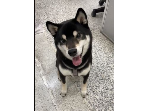 過年也有醫師守護，北市動保處貼心彙整春節營業動物醫院，陪毛孩安心迎新年