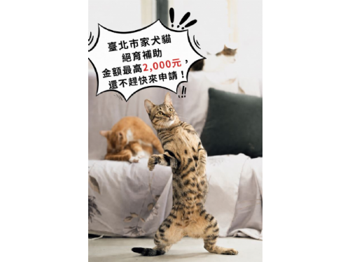 毛孩健康升級享補助！北市犬貓絕育補助持續開放，最高可領2,000元