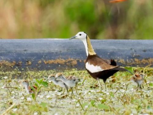 美濃湖溼地工程成功復育水雉，連獲兩大獎，高市觀光局攜手鳥會打造生態旅遊天堂