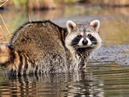 你太聰明了！一隻試圖隱藏的浣熊緊緊地關閉了井蓋