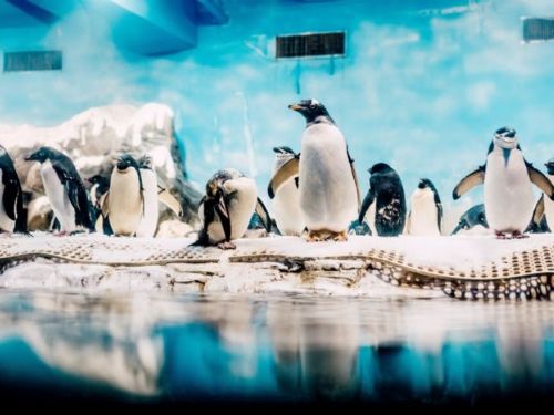 屏東海生館年度大事：可愛呆萌企鵝全員健康檢查中！