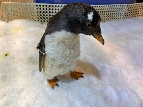 冬令時節進補好過冬 屏東海生館企鵝依循節氣應景吃超胖？！ 實際詳情竟然是？