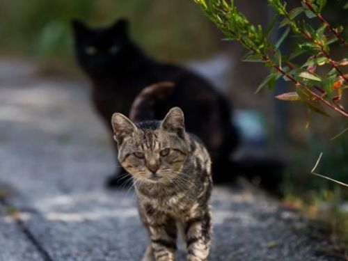 “被安樂死的貓60%都是小貓”的悲劇是狗的五倍