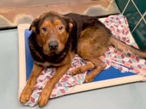 汪星人聽到要被安樂　不吃不喝絕望等死　鬼門關前1小時奇蹟出現