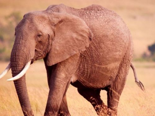 大型動物慢走“防過熱”！