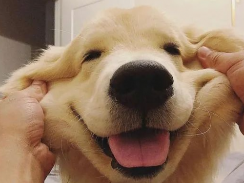 為什麼我每次回家，我家狗狗一激動就⋯⋯失禁了呢？