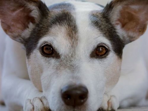 狗可以確定它們是被故意“篡改”還是“無意”