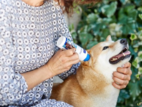 狗狗知識：快快住手！別再用棉簽清潔毛孩的耳朵啦！