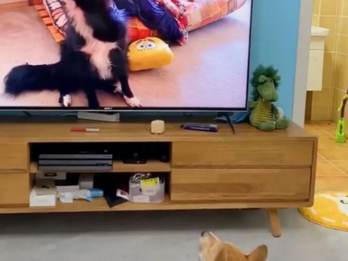 汪星人真的能看懂電視嗎？