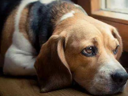 汪汪知識：別讓它們發生！這5件事會給狗狗造成心理陰影…