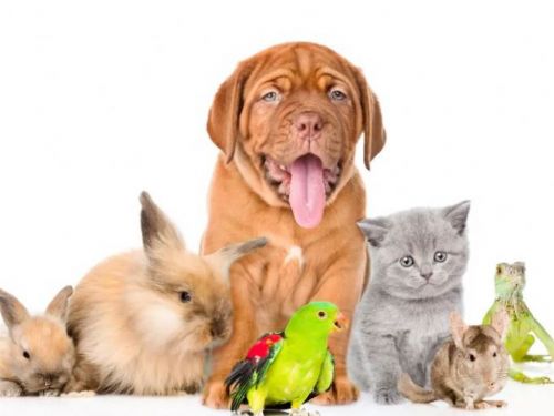 “擔心”給他們的狗和貓植入微芯片的主人