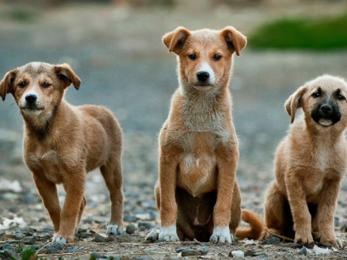 2隻成年狗伴9隻小奶狗流浪街頭互相取暖　真相曝光一刻眾人落淚