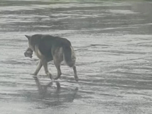 德牧叼著玩偶遊蕩　背後暗藏一段催淚故事　牠的最終命運是......