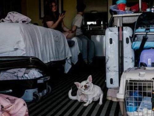 為什麼難民的寵物狗“狂犬病預防法的特別措施”