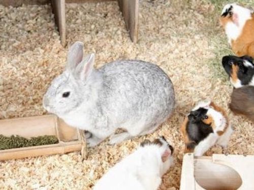 200只獲救兔子訴說“多頭養殖崩盤”悲慘一幕